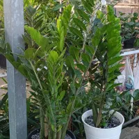 فروش گل‌های آپارتمانی قیمت توافقی