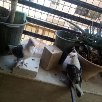 کبوتر بلژیکی|پرنده|شیراز, تاچارا|دیوار