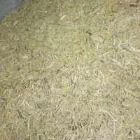 خار نرم|عمده‌فروشی|رضویه, |دیوار