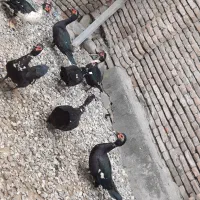 اردک روسی درشت