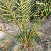 تولید کننده انواع نخل برحی مجول پیارم وانواع چمن|خدمات باغبانی و درختکاری|اهواز, زیتون کارمندی|دیوار