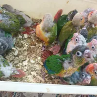 فروشگاه اینترنتی پرنده سرای پر طلا|پرنده|قرچک, زیبا شهر|دیوار