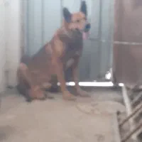 سگ ژرمن|سگ|اردبیل, |دیوار