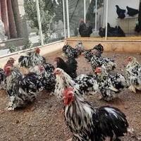 تخم مرغ نطفه دار کوشین و استرالوپ فول کیفیت|حیوانات مزرعه|اصفهان, شهرک شهید منتظری|دیوار