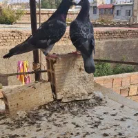 کفتر پرشی و جفتی|پرنده|بیرجند, |دیوار