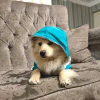 فروش سگ ۷ ماهه