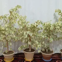 چهار عدد گل بنجامین پرپشت و سرسبز|گل و گیاه طبیعی|اسکو, |دیوار