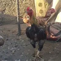 خروس لاری پررو