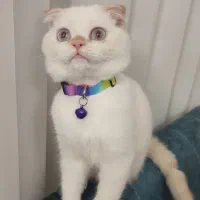 واگذاری گربه اسکاتیش دبل فولد پسر|گربه|گلبهار, شهر جدید گلبهار|دیوار