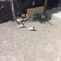 کفتر پلاکی وطوقی|پرنده|شیراز, کودیان|دیوار