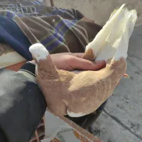 کفتر|پرنده|شیروان (خراسان), |دیوار