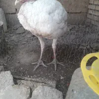 بوقلمون  گوشتی یکی بزرگ سفید نر دوتومن