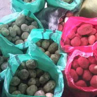 بذر جدید سایتا بذری وخواراکی عالی|خوردنی و آشامیدنی|داران, |دیوار