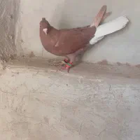 سرخ دم سفید ماده|پرنده|نرماشیر, |دیوار