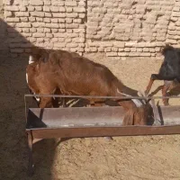 ۴ راس بز جملی|حیوانات مزرعه|گناباد, |دیوار