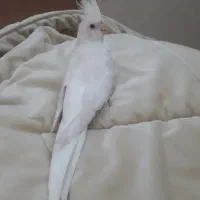 طوطی عروس|پرنده|رشت, رودباری|دیوار