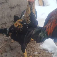 خروس لاری اصل