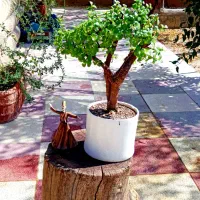 بنسای بونسای بن سای کراسولا خرفه جید