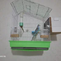 مرغ عشق جوان با ۷ تا تخم|پرنده|قم, حاج زینل|دیوار