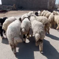 بره نر عربی چاق چاق