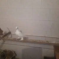 کبوتر|حیوانات|مراغه, |دیوار