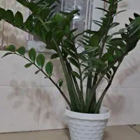 فروش گل