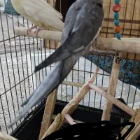 دوعدد عروس هلندی|پرنده|فردیس, شهرک ۱۱۰|دیوار