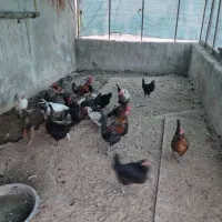 مرغ و خروس محلی|پرنده|بوشهر, |دیوار