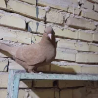 کفتر یا کبوتر|پرنده|سلامی, |دیوار