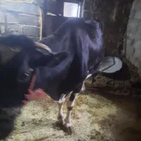 گاو شیری آبستن|حیوانات مزرعه|دهگلان, |دیوار