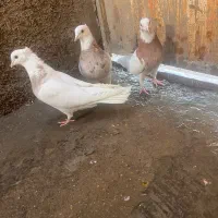 طوقی هفترنگ|پرنده|شاهرود, |دیوار