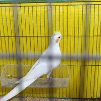 عروس هلندی ماده کار داده