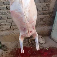 گوشت بره و بز غاله کیلو۱،۰۰۰،۰۰۰