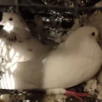 کفتر اوچان اویناق شدید