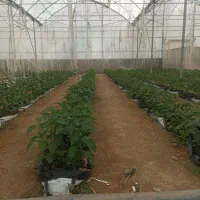 نصب و تعمیر سازه گلخانه و دوپوش