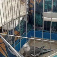 جفت وایت فیس سخنگو با تخم
