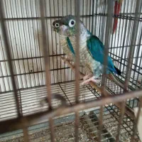 طوطی گرین چیک گیرینچیک راهب