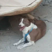 سگ نگهبان