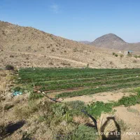 فروش نهال توت فرنگی پاروس|گل و گیاه طبیعی|جیرفت, |دیوار
