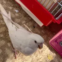 عروس هلندی|پرنده|اصفهان, آفاران|دیوار