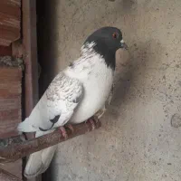کبوتر پرشی روس|پرنده|شاهین‌شهر, گزبرخوار|دیوار