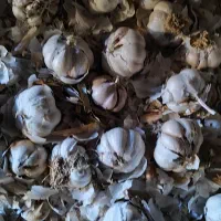 سیر بزرگ سالم مناسب کشت