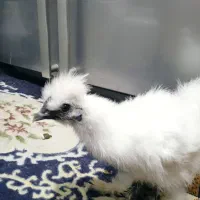 خروس ابریشمی ۶ ماه