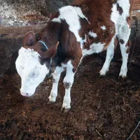 گاو گوساله ماده