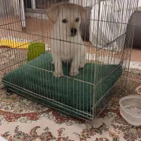 سگ واگذاری|سگ|قم, باغ شریفی|دیوار