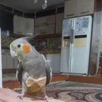 گمشده