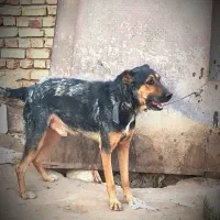 واگذاری سگ نگهبان