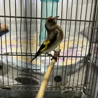 سهره ماده|پرنده|پردیس, فاز ۱|دیوار