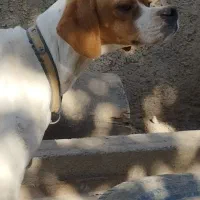 فروش توله سگ انگلیس ماده|سگ|گلی داغ, |دیوار