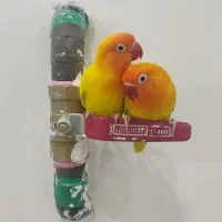 طوطی کوتوله برزیلی « فیشر رنگ خاص»|پرنده|قروه, |دیوار